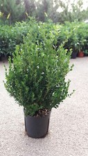 Pianta buxus bosso faulkner - pianta,