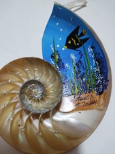 Conchiglia Nautilus naturale