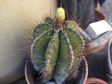 Cactus Grandi Astrophytum