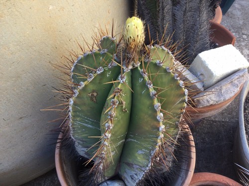 Cactus grandi astrophytum - grandi,