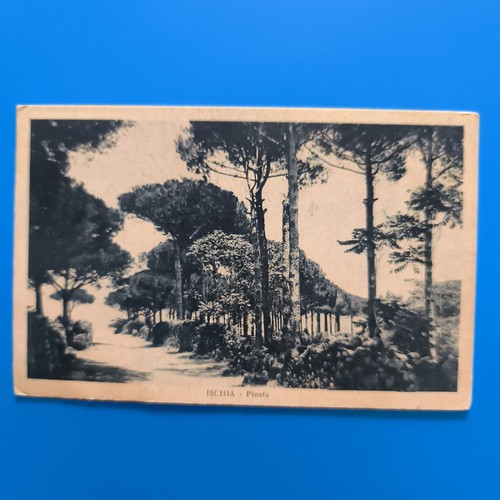 Ischia pineta viaggiata - pineta,