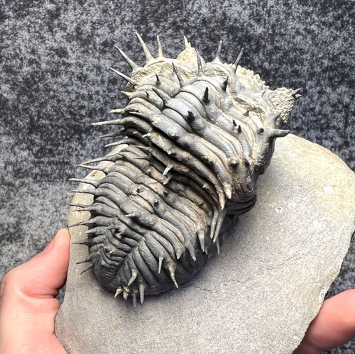 Drotops armatus trilobite - armatus,