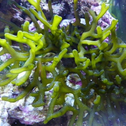 Codio fragile acqua mare - codio,