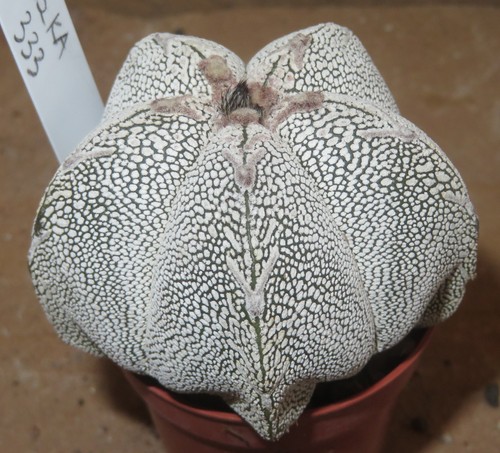 Astrophytum myriostigma - , cv