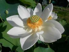 NELUMBO NUCIFERA, WHITE LOTUS - LOTO BIANCO, 5 SEMI SELEZIONATI
