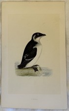 MORRIS ROTCHE ALLE ALLE UCCELLI ORNITOLOGIA BIRDS BIRD 1870 CIRCA