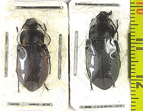 Carabidae carabus - carabidae,, (eucarabus)