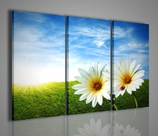 QUADRO MODERNO DAISIES