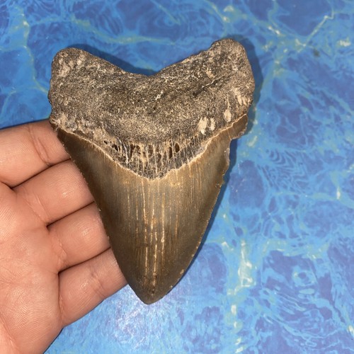 Megalodonte dente squalo - dente, di