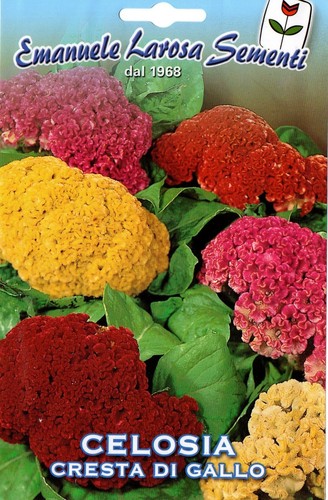 100 semi seeds celosia cresta - semi/seeds,