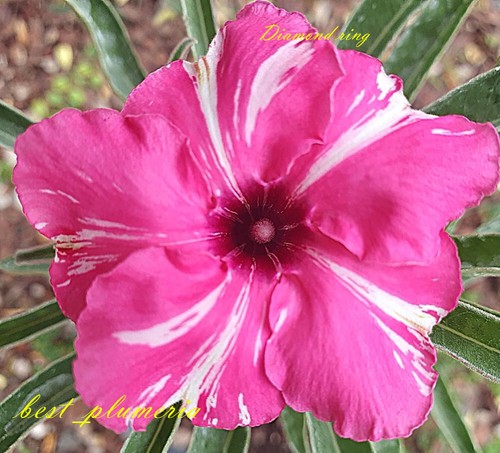 Adenium obesum desert rose - obesum,