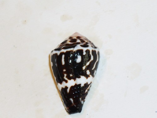 Conus chaldaeus wonderful - conus,