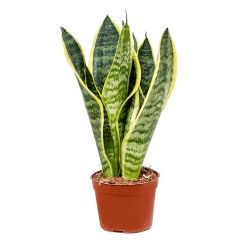 Piantina sansieveria futura - piantina,