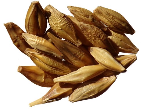Orge hiver hordeum - orge,