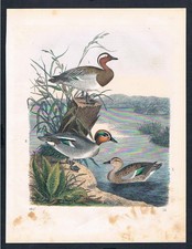 1857 - Anatre Anatra DUCK