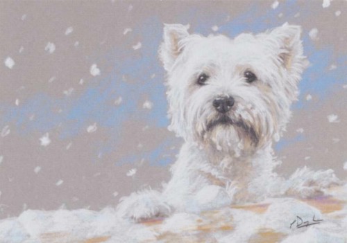 West highland westie - west,