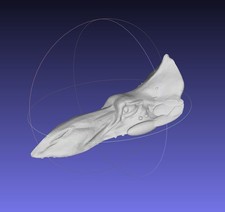 Turbodactyl Head STL Digital