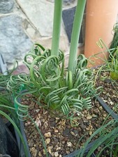 10000 + semi Albuca Spiralis Seeds fresh 2025 selected Permaculture Resale Stock