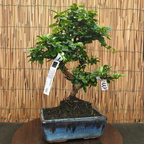 Bonsai carmona 43cm - bonsai, h