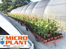 Pianta di Kiwi N.4 Femmine, e