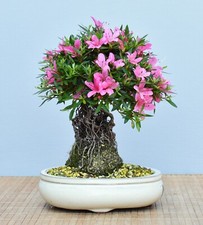 Bonsai da Esterno, Satsuki