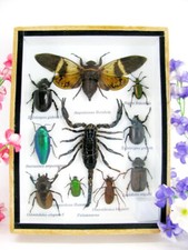 Pezzo unico - Veri insetti