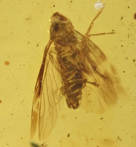 Fulgoroidea dettagliata