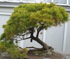 1-Pinus strobus - Excellent