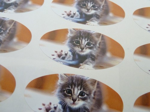 Gatto gattino ovale sigillare - gatto,,