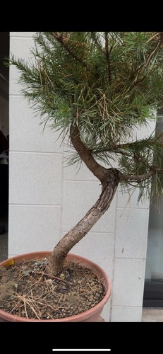 Pino silvestre bonsai - silvestre-,
