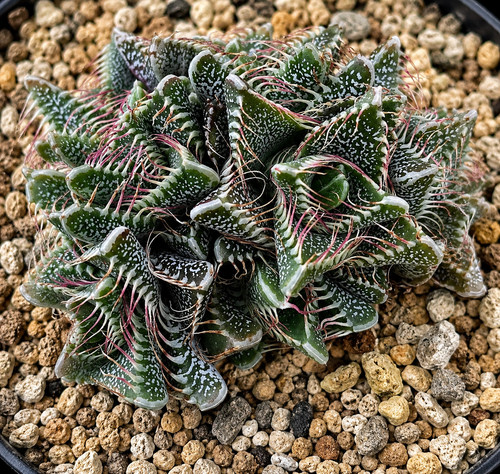 Faucaria tigrina seeds - seeds,