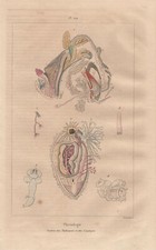 Fisiologia Anatomia Molluschi