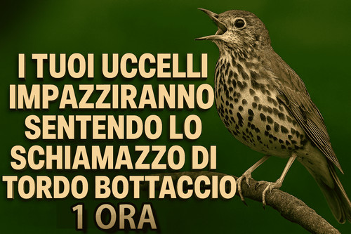 Gli uccelli impazziranno - gli, lo