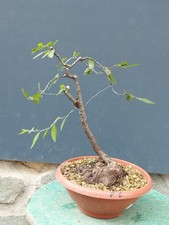 Bonsai Carpino Bianco 45x20cm In Vaso Pianta Interno Esterno Pre Bonsai Stupendo