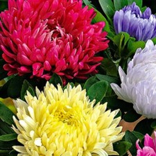 Powderpuff Mix Aster Seeds |