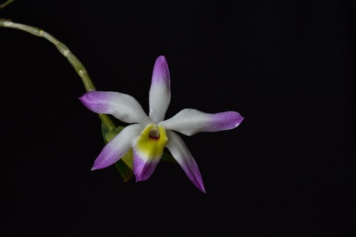Dendrobium orchidea vietnamita