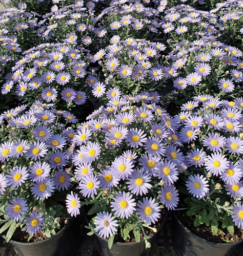 Piante aster dumosus - aster,