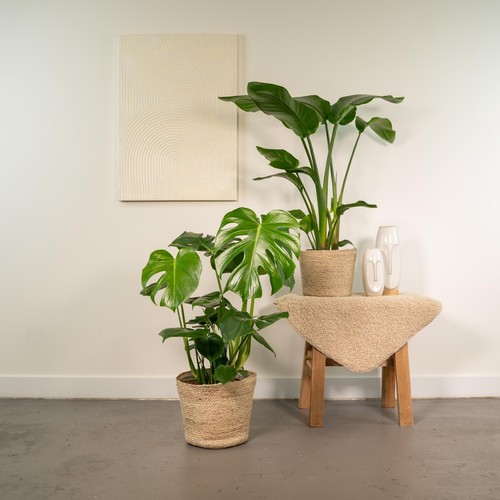 Set strelitzia nicolai - strelitzia,