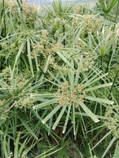 CYPERUS ALTERNIFOLIUS - Falso