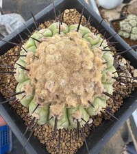 7cm+ Copiapoa cinerea Self
