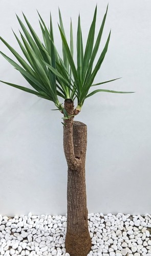 Yucca elephantipes 124cm - elephantipes,