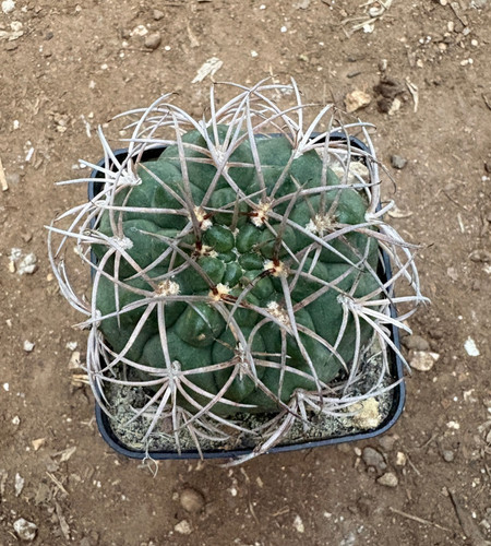 Gymnocalycium schmidianum - gymnocalycium,