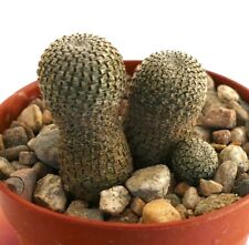 REBUTIA HELIOSA 2 km east road to Navarez, BOLIVIA no copiapoa ariocarpus A11