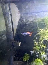 Guppy Red Tail
