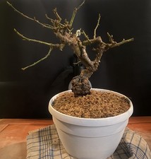 Bonsai rosa foto questo - rosa, di