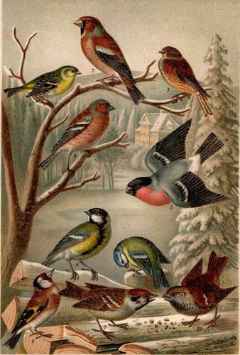 1898 antica cromolitografia - 1898,