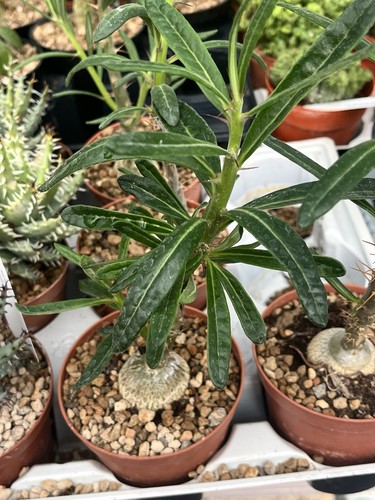 Pachypodium succulentum piante - pachypodium,