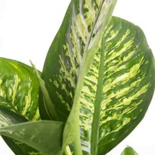 Dieffenbachia tropica pianta - tropica,