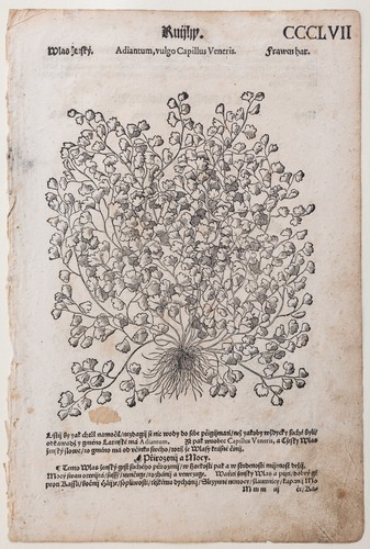 Felce mattioli pagina - mattioli,