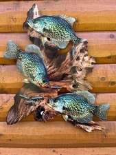 Black Crappie Replica